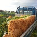 삼채 키우는 방법 (한평농장에서 삼채 키우는 방법) 이미지