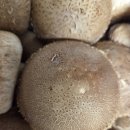 홍천농장 이미지