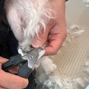 부천애견미용 멍미살롱 | 상동애견미용 멍미살롱 부천점 실력 좋아요