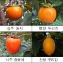 땡감