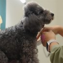 왈왈애견 이미지