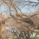 성주 별고을길 1코스 이미지