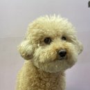 강아지 미용실 이미지