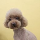 뽀송하댕 이미지