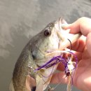 광신대교 이미지