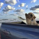 디노브런치 이미지