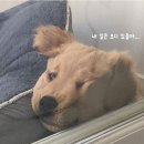 디벨롭