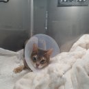 어울림동물메디컬센터 이미지