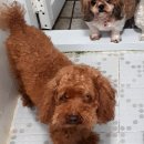 신안동12 이미지