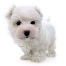 이쁜강아지 이미지