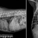 24시 이지동물의료센터 이미지