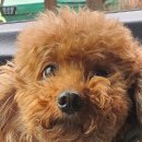 인생개컷 이미지