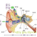 귀질환 요약 이미지