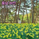 72 | 충남 서산 가볼만한곳 유기방가옥 서산수선화축제 후기