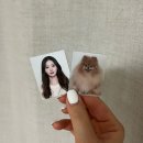[마곡] 발산 증명사진 무드룸 스튜디오 마곡점 반려동물, 민증 사진 후기