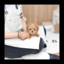 유앤미펫 강아지분양 고양이분양 용인점 이미지