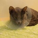 페트로동물의료원 이미지