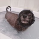 눈이부시개PET | 주안애견미용 눈이부시개에서 곰돌이 스포팅컷 하고 온 후기