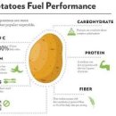 감자 한개 칼로리 영양소 열량 감자 혈당 지수 이미지