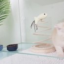 낭만고양이(강서점) 이미지