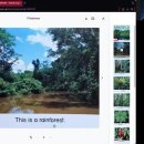 11 Rainforest 이미지