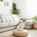 도담동물의료센터 이미지