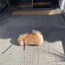 배곧코코동물병원 이미지