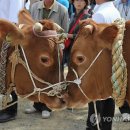 수산한우농장 이미지