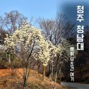 영상으로 떠나는 힐링 여행 수요반 | 청주 청남대 봄 여행 후기 예약 입장료 벚꽃 목련 명소 총정리