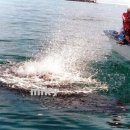 꿈꾸는 고래 이미지