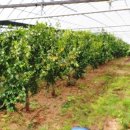 이장우농장 이미지