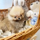 퍼피힐 강아지분양 이미지