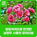 진건퇴계원행정복지센터 | 걷기 좋은 사릉천 장미터널 장미 만개, 사릉천 산책로 따라 장미 향 즐겨요!