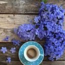 꽃과커피 이미지