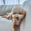 아멜리몽 이미지