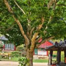 정진목장 | 서산 문수사 — 배롱꽃과 고즈넉함이 만나는 순간