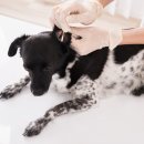 라온동물의료센터 이미지