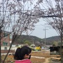 복사꽃피는마을 이미지