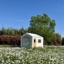 (주)한국몰드김제 | 전주근교 샤스타데이지 명소 김제 오늘여기 데이지 개화상황 후기(+ 전주수목원 조팝나무 근황)