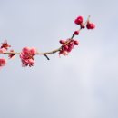 지야나 이미지