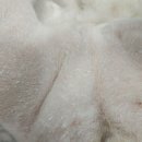 봄사랑동물병원 이미지