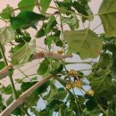 사과나무부동산중개 이미지