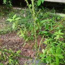 풍년농자재백화점 | 친환경 비료 에코삼손이 5KG 후기