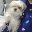 스마트동물병원(병점점) | 오늘도 코코는 병원을...🤦‍♀️