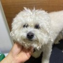 룰루랄라 애견미용실 | [강원] 강릉애견미용실 옥천동대형견미용 애견호텔 , 룰루랄라애견미용