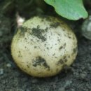 산모랭이 풀내음 이미지