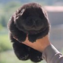 젤리댕댕이 이미지