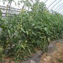 영대농장 이미지