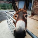 가래골농장 이미지