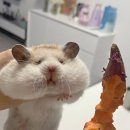 짜앤짬탕수육 이미지